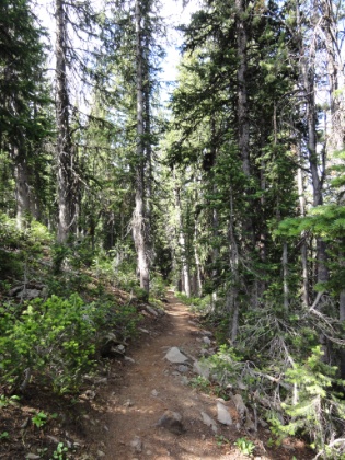 The trail dips down into lush pine forests from time to time. I would get worried about grizzly bear encounters in the denser areas of the forest, but fortunately I had bear spray on my hip and a bear bell on my trekking pole.